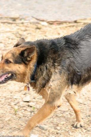 Marcela in ATK Premium set set #782